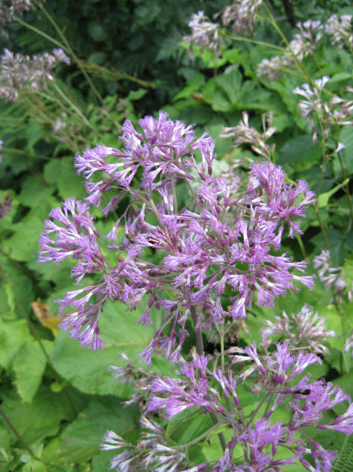 Fiori delle Orobie Valtellinesi
